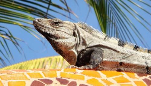 Совершенная красота. Где найти друга?