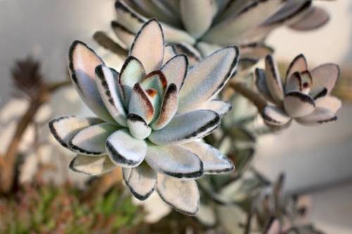 Каланхоэ войлочное (Kalanchoe tomentosa)