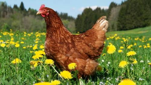 Как применять куриный помет в качестве удобрения?
