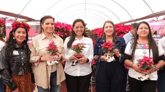 Adquiere a buen precio y calidad flor de Nochebuena en viveros de Cabrera