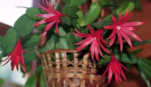 Хатиора Гартнера, сорт 'Sagitta'