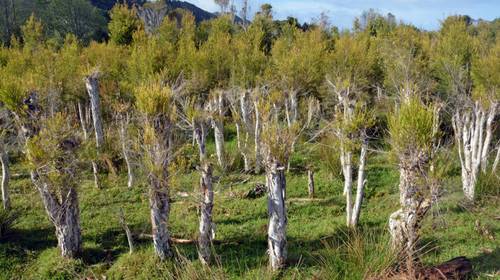 Плантация чайного дерева в Новой Зеландии