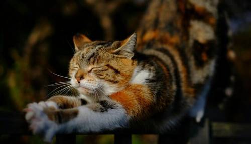Калининград. Впечатления провинциалки. 18. Почему в кошачьей столице России нет церкви святого покровителя этих животных?