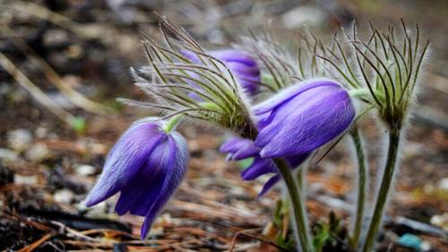 Как Мишутка весну искал?