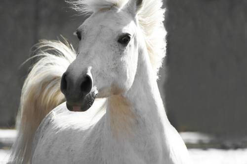 Что символизирует Белый конь в мифологии? | Культура | ШколаЖизни.ру