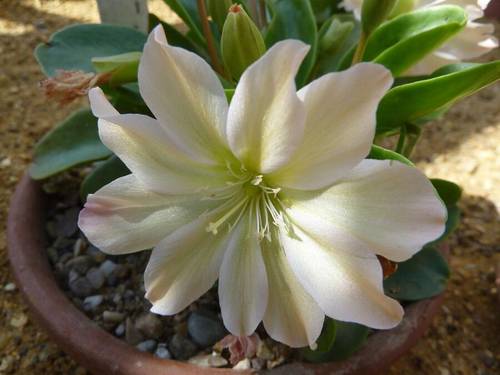 Левизия Твида (Lewisia tweedyi)