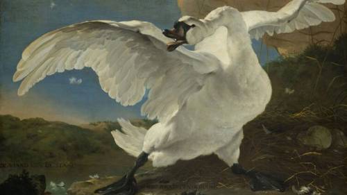Ян Асселейн, «Угрожающий лебедь», 1650 г.