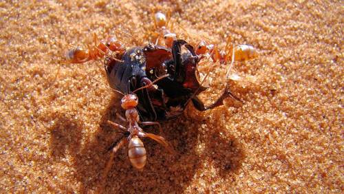 Сахарские серебряные муравьи захватывают пустынного жука