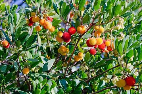 Спелые плоды на земляничном дереве
