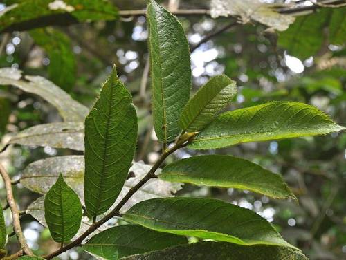 Литья Анчара (Antiaris toxicaria)