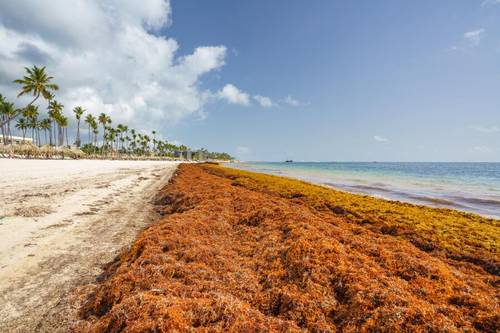 Пунта-Кана, Доминиканская Республика - 17 июня 2018 г. водоросли Саргассового моря <br />
 на берегу океана