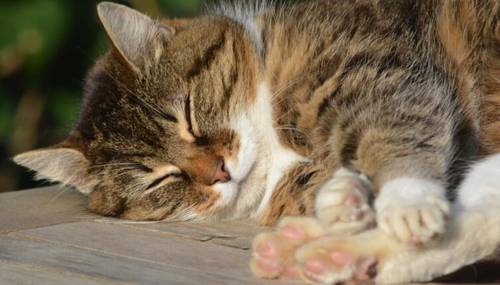 ​Как можно спать? Фазы, стадии и циклы сна