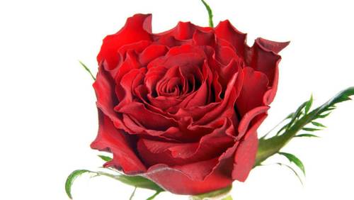 Что подарить девушке? Романтику!