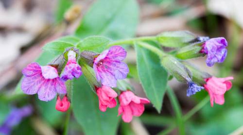 Что можно приготовить из медуницы в мае?