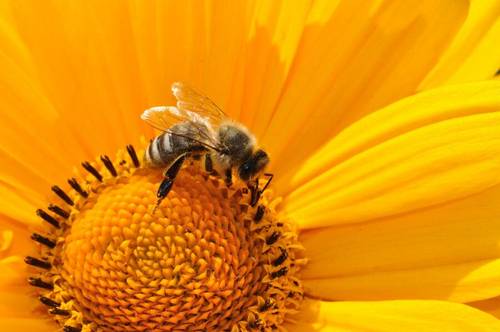 Пчела «говорит», что она нашла корм и сколько метров до него лететь