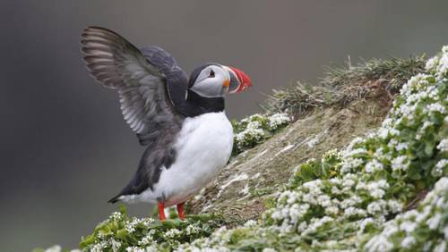 Как получить сертификат о пересечении Полярного круга?