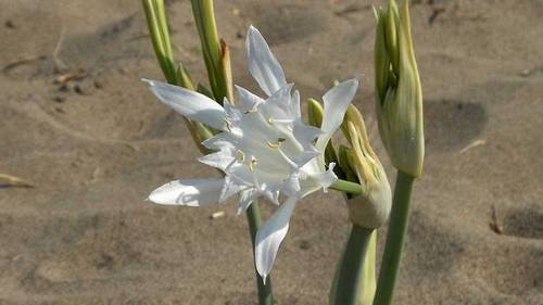 Морская лилия — Панкраций морской (Pancratium maritimum)