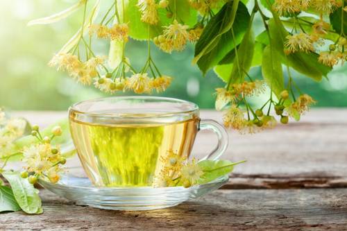Как правильно собирать цветки липы и готовить целебный липовый чай?
