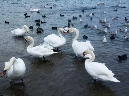 Лебеди на Черном море