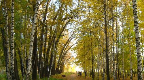 Аллея чёрных тополей в Лагерном саду Томска