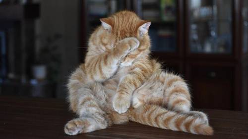 Что такое стыд и нормально ли это?