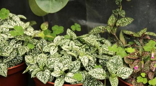 Гипоэстес: какие тайны зашифрованы в узорах его листьев?