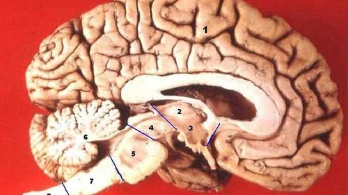 Что такое материализм головного мозга, или Чем люди живут?