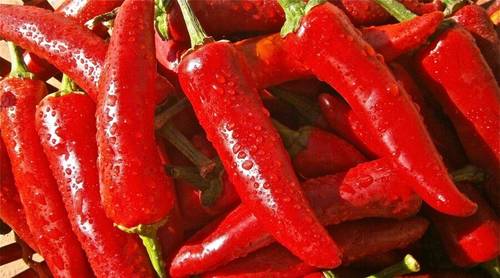 Чем начинить мини-перцы?