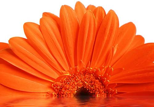 Бывают ли цветы-великаны? Фантазия