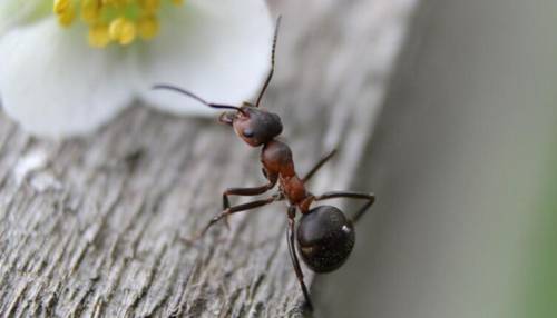 Муравьи: на что способен коллективный разум насекомых?