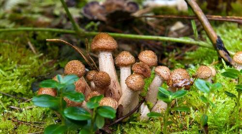 Бояться ли грибникам «ведьминых кругов»? Нет!