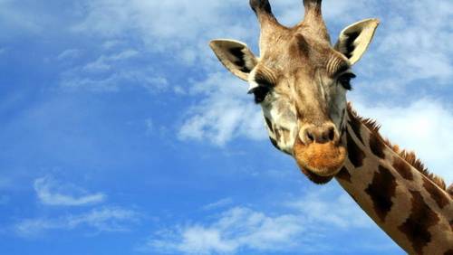 Далеко ли от жирафы до сарафана?