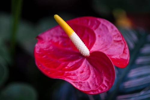 Антуриум — цветок для мужчин. Чем он покоряет сердца цветоводов?