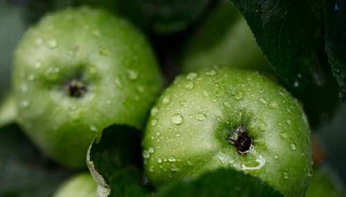 Кислые яблоки: почему их ценили больше сладких?