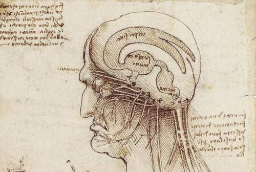 Леонардо да Винчи, <br> «Исследование человеческого мозга» (фрагмент), 1508 г