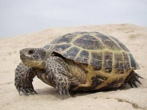 Среднеазиатская степная черепаха.