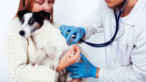 Что известно о вакцине от коронавируса для домашних животных?