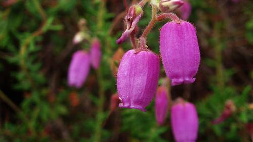 Как вырастить дабецию? Вересковый дизайн на вашем участке
