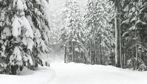 Зимние метаморфозы. Как мороз меняет запахи?