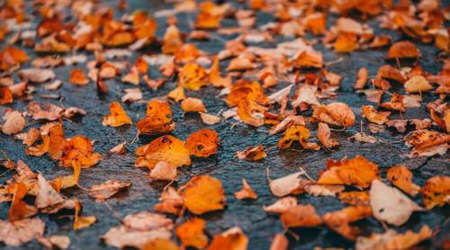 Местная достопримечательность. О чем можно говорить с опавшими листьями?