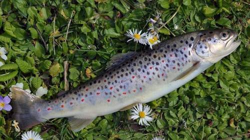 Как почувствовать себя на рыбалке, будто рыба в воде? Про кумжу