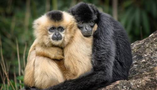 Гиббон: как живет виртуозный акробат и философ джунглей?