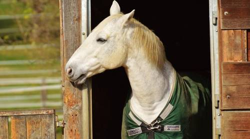 Анималотерапия. Как помогают людям четвероногие психотерапевты?