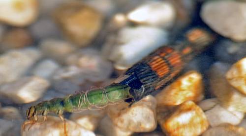 Личинка ручейника с домиком