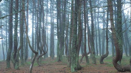 Танцующие деревья в Национальном парке Куршская коса
