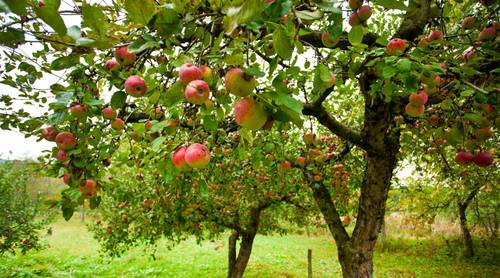 Как сформировать крону молодой яблони?