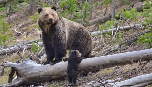 Как Мишутка весну искал?