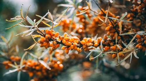 Осенние рецепты. Что приготовить из облепихи?