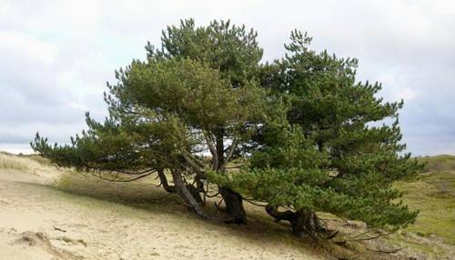 Калининград. Впечатления провинциалки. 34. В честь кого названа вершина одной из самых высоких дюн Европы?