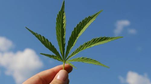 Листья конопли полезны если на тесте показало марихуану